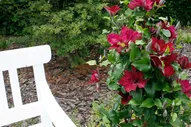 Boulevard® Nubia Clematis