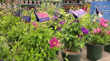 Серия Clematis Boulevard Raymond Evison™ // Цветущие лозы, идеально подходящие для патио и оконных ящиков