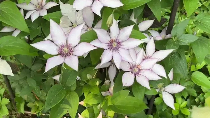 Clematis Samaritan Jo 2nd year June 2023