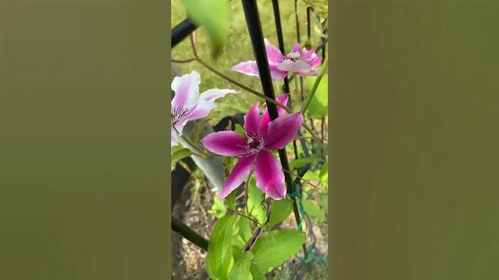 Clematis. I saw a pic online 3 clematis planted in 1 spot. I did same thing. I planted new 1.