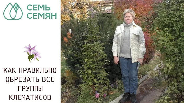ОБРЕЗАЕМ КЛЕМАТИСЫ И РАЗБИРАЕМСЯ КАКАЯ У ВАС ГРУППА ОБРЕЗКИ