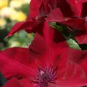 Boulevard® Nubia Clematis