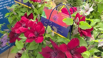 Clematis Nubia™ // ЗАХВАТЫВАЮЩАЯ красная цветущая лоза из коллекции Raymond Evison™.