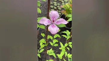 Клематис Розамунде Clematis Rosamunde