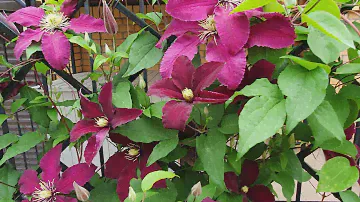 Клематис «Ниобе». Clematis «Niobe»