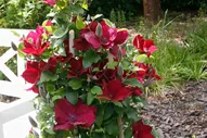 Boulevard® Nubia Clematis