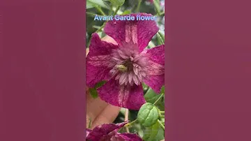 My secret garden quest 188 #clematis