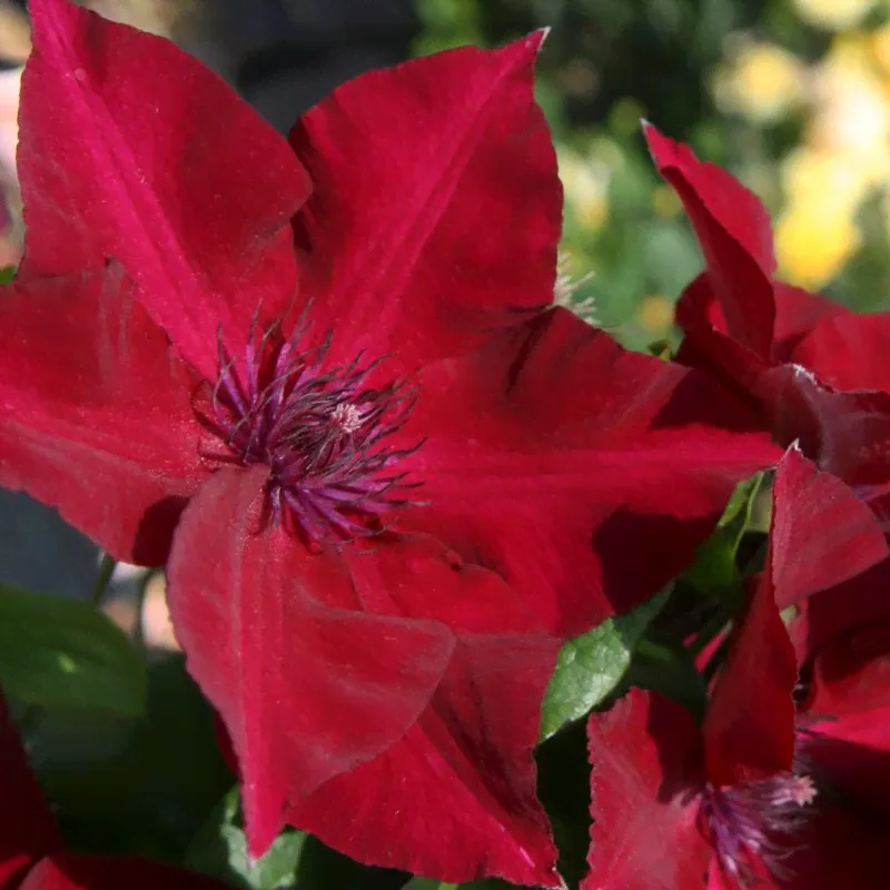 Boulevard® Nubia Clematis-1