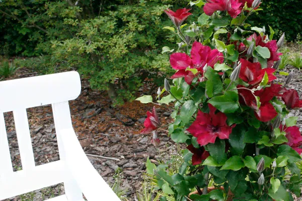 Boulevard® Nubia Clematis-0