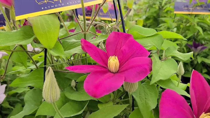Clematis Alaina™ // Raymond Evison® Boulevard series - Strong Pink Blooms + compact habit